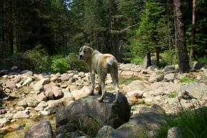 Прикачена снимка