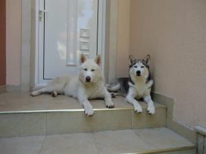 Прикачена снимка