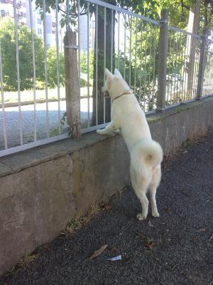 Прикачена снимка