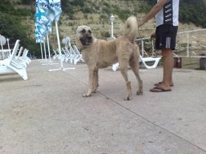 Прикачена снимка