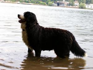 Прикачена снимка