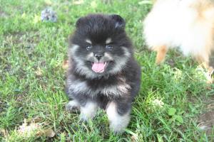 Прикачена снимка
