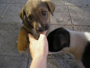 Прикачена снимка