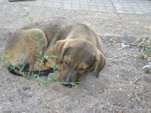 Прикачена снимка