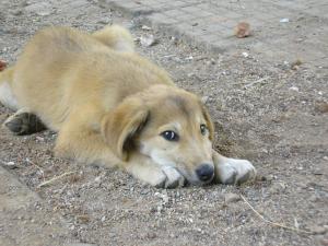 Прикачена снимка
