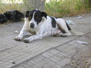 Прикачена снимка