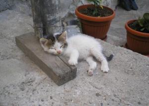 Прикачена снимка