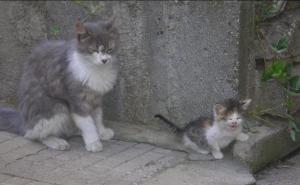 Прикачена снимка