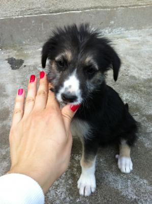 Прикачена снимка