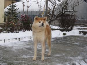 Прикачена снимка