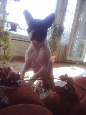 Прикачена снимка