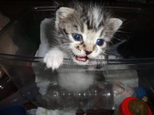 Прикачена снимка