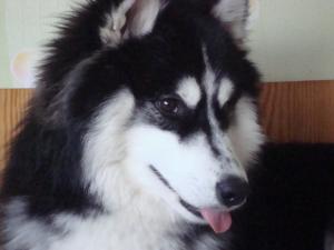Прикачена снимка