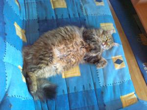 Прикачена снимка