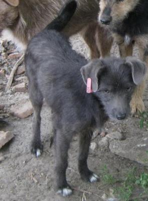 Прикачена снимка