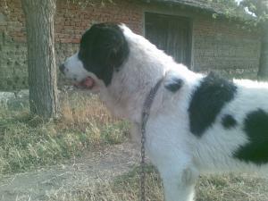Прикачена снимка