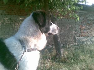 Прикачена снимка