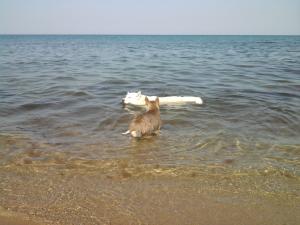 Прикачена снимка