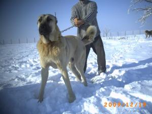 Прикачена снимка