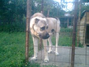 Прикачена снимка