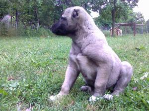 Прикачена снимка
