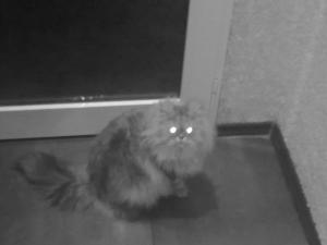Прикачена снимка