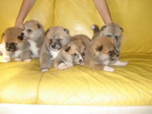 Прикачена снимка