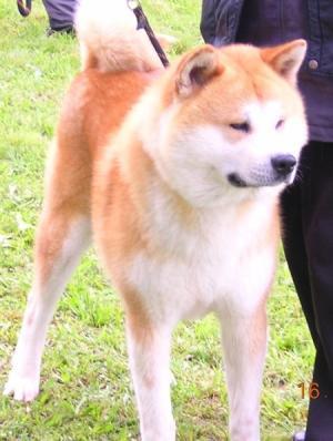 Прикачена снимка