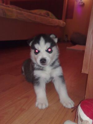 Прикачена снимка