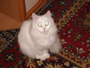 Прикачена снимка
