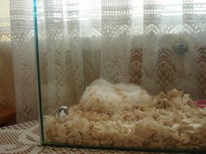 Прикачена снимка