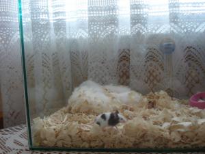 Прикачена снимка