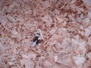 Прикачена снимка