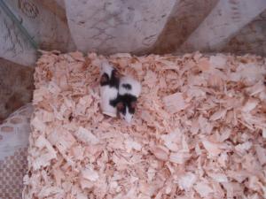 Прикачена снимка