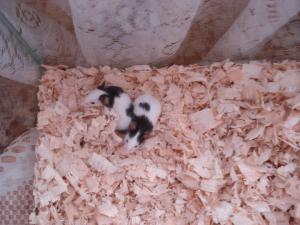 Прикачена снимка