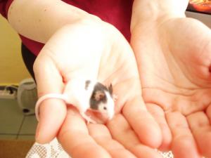 Прикачена снимка