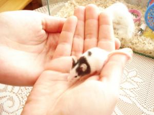 Прикачена снимка