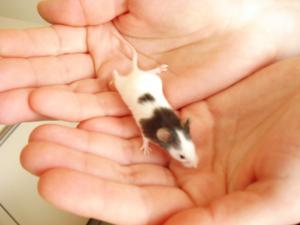 Прикачена снимка