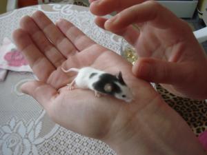 Прикачена снимка