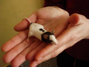 Прикачена снимка