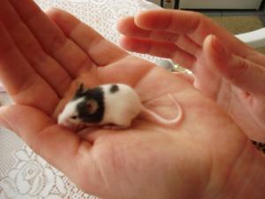 Прикачена снимка