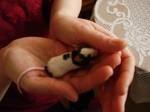 Прикачена снимка