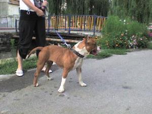 Прикачена снимка