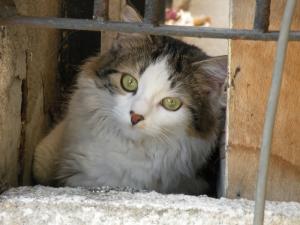 Прикачена снимка