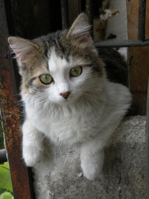 Прикачена снимка