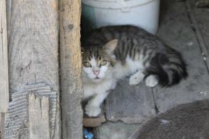 Прикачена снимка