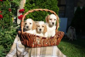 Прикачена снимка