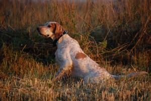 Прикачена снимка