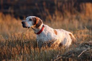 Прикачена снимка