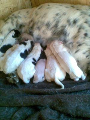 Прикачена снимка